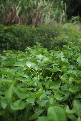 P9030185